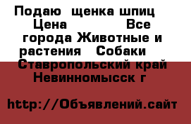 Подаю. щенка шпиц  › Цена ­ 27 000 - Все города Животные и растения » Собаки   . Ставропольский край,Невинномысск г.